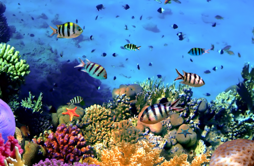 Coral Health Sentinel: Assessing Coral Reefs via Remote Sensing