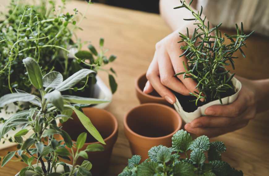 Plant Power: AI to Supercharge Indoor Plant Care for Happier Spaces